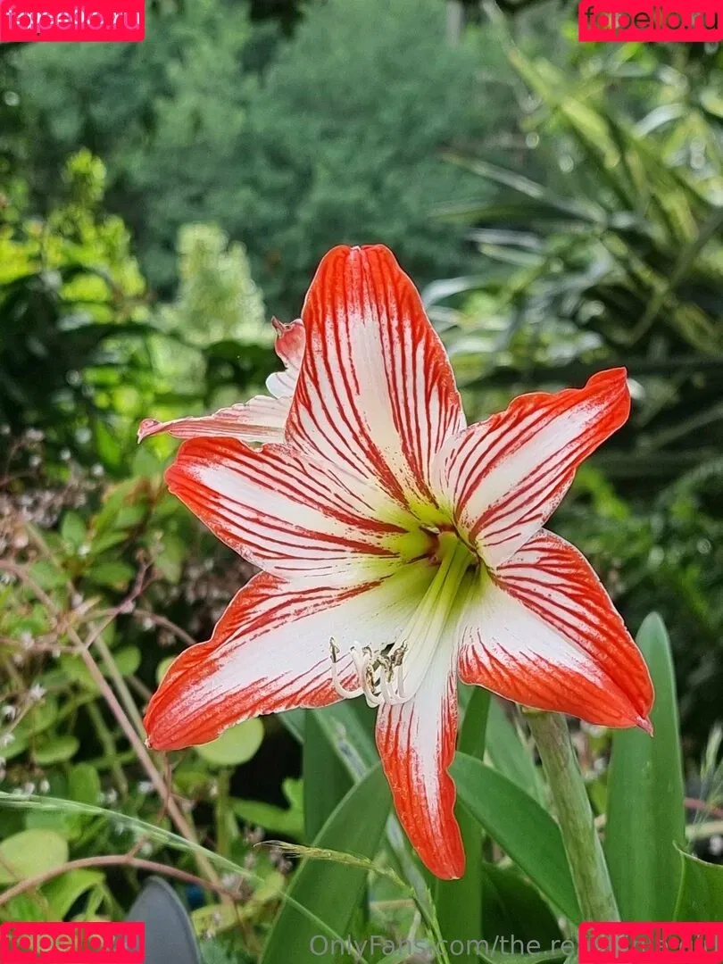 ninja_natalie / the.real.ninja.girl Onlyfans Photo Gallery 