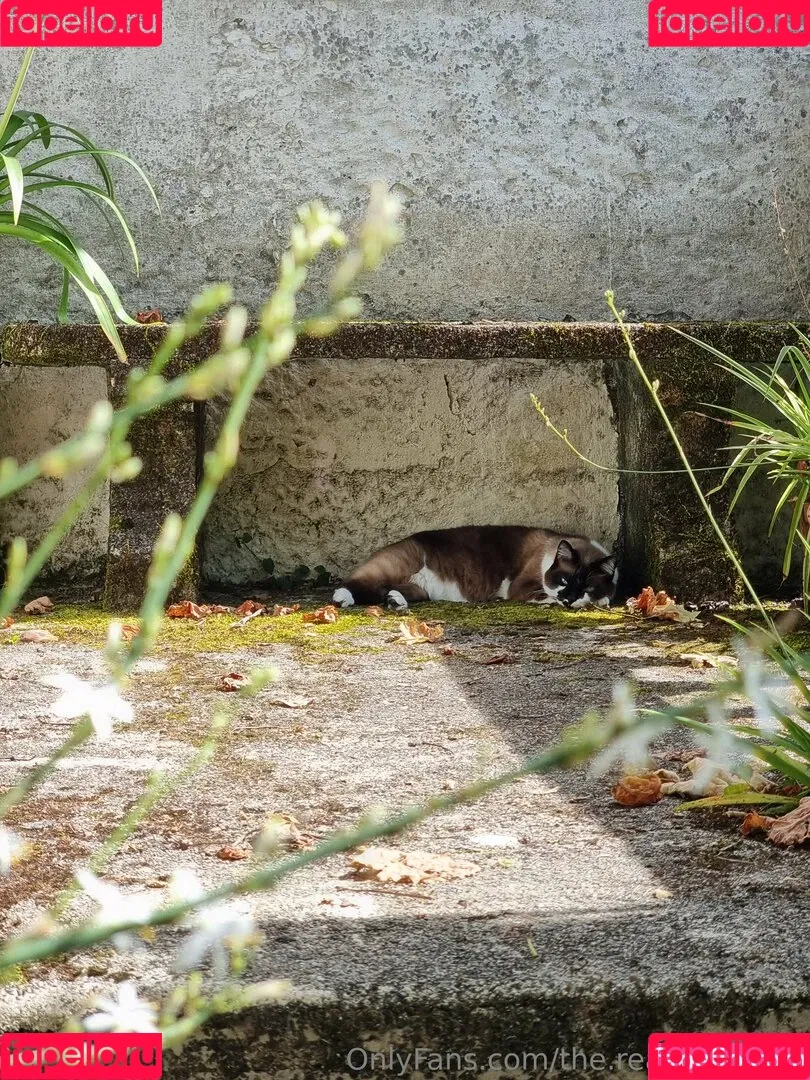 ninja_natalie / the.real.ninja.girl Onlyfans Photo Gallery 