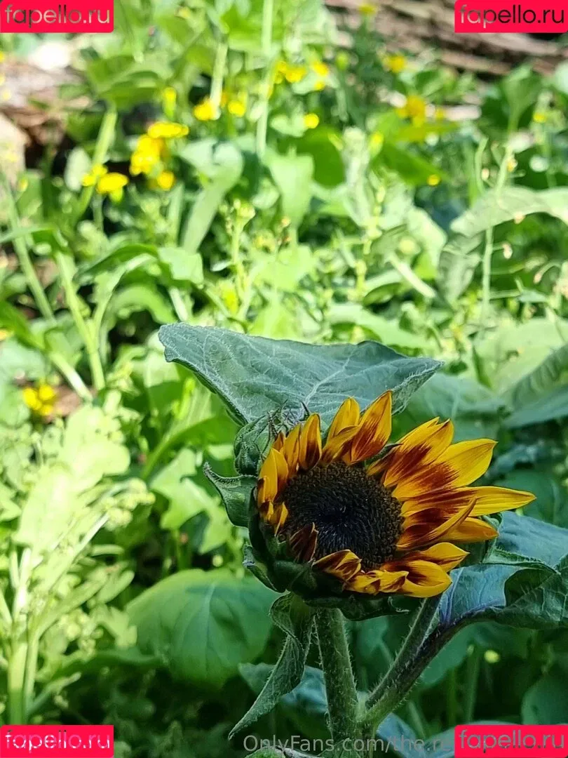 ninja_natalie / the.real.ninja.girl Onlyfans Photo Gallery 