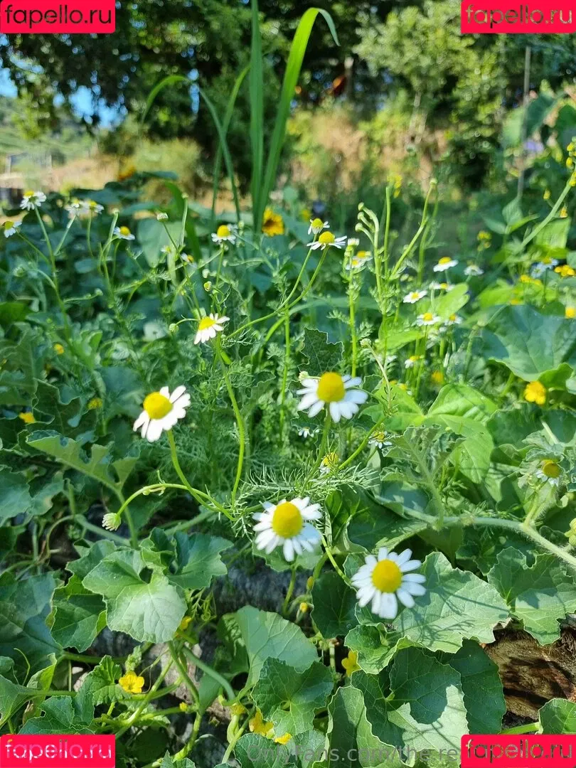 ninja_natalie / the.real.ninja.girl Onlyfans Photo Gallery 