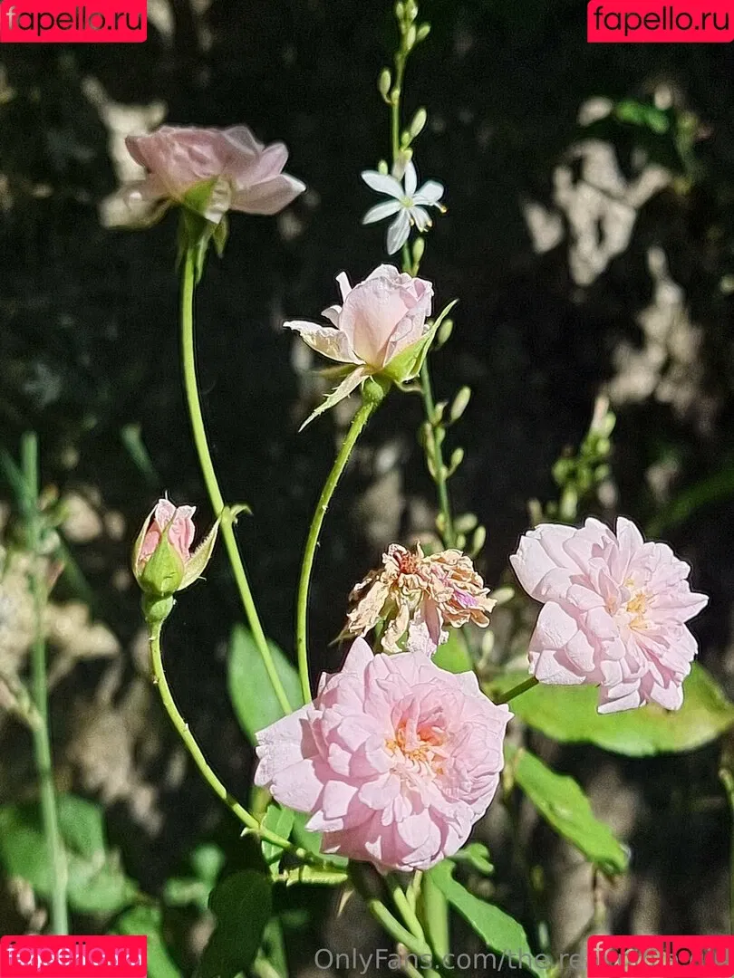 ninja_natalie / the.real.ninja.girl Onlyfans Photo Gallery 