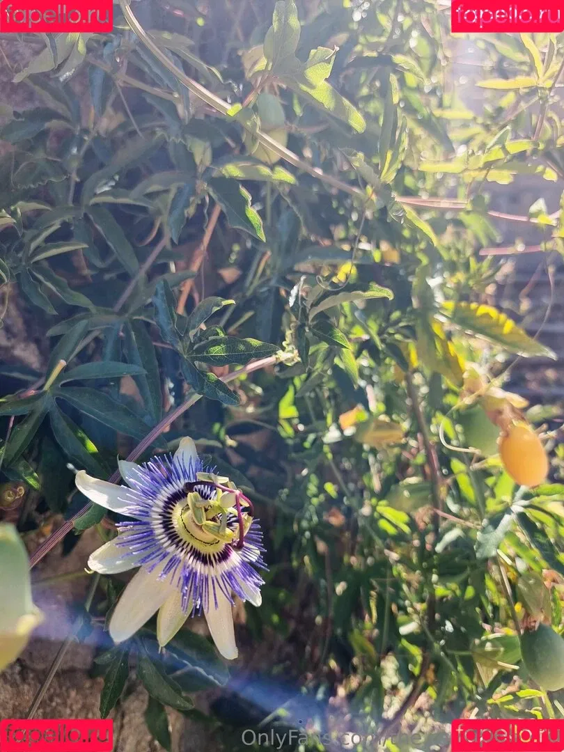 ninja_natalie / the.real.ninja.girl Onlyfans Photo Gallery 