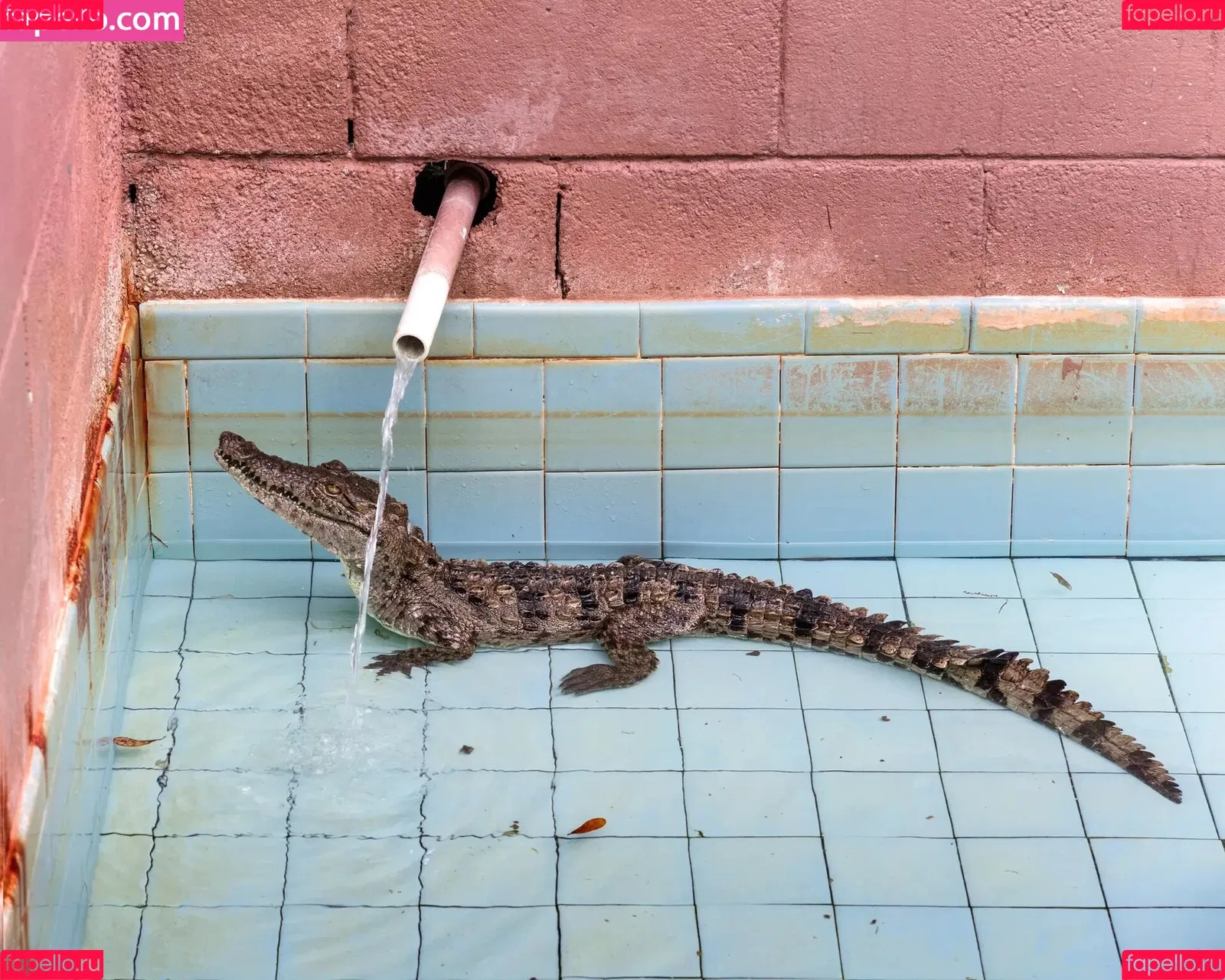 Samoylova Onlyfans Photo Gallery 