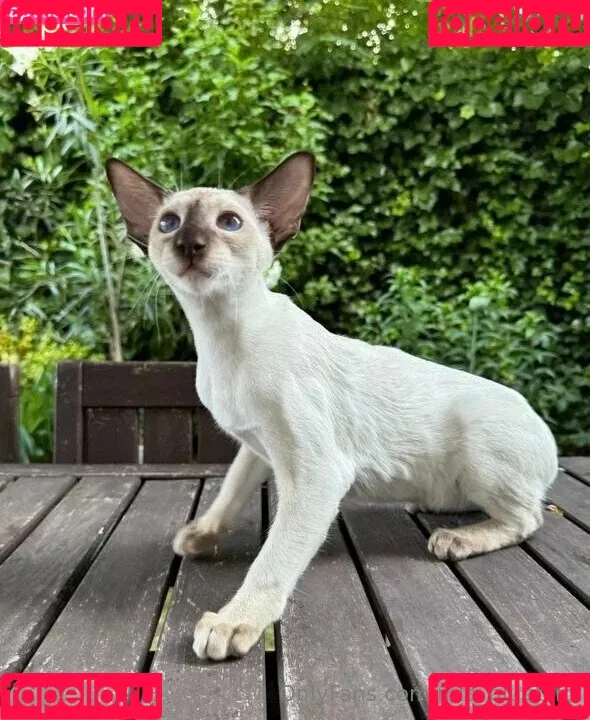 Mia_bluebird / clarathestudent / miabluebird Onlyfans Photo Gallery 