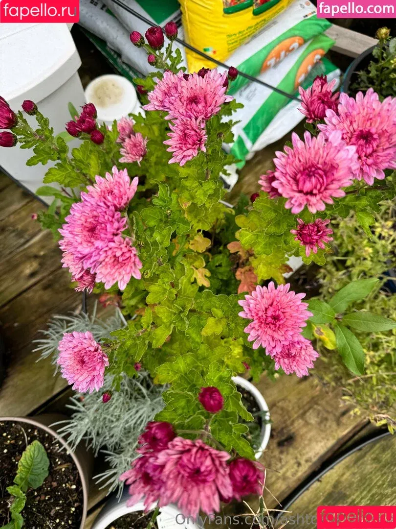 ashtonfaye_free / xoxoashtonleigh Onlyfans Photo Gallery 