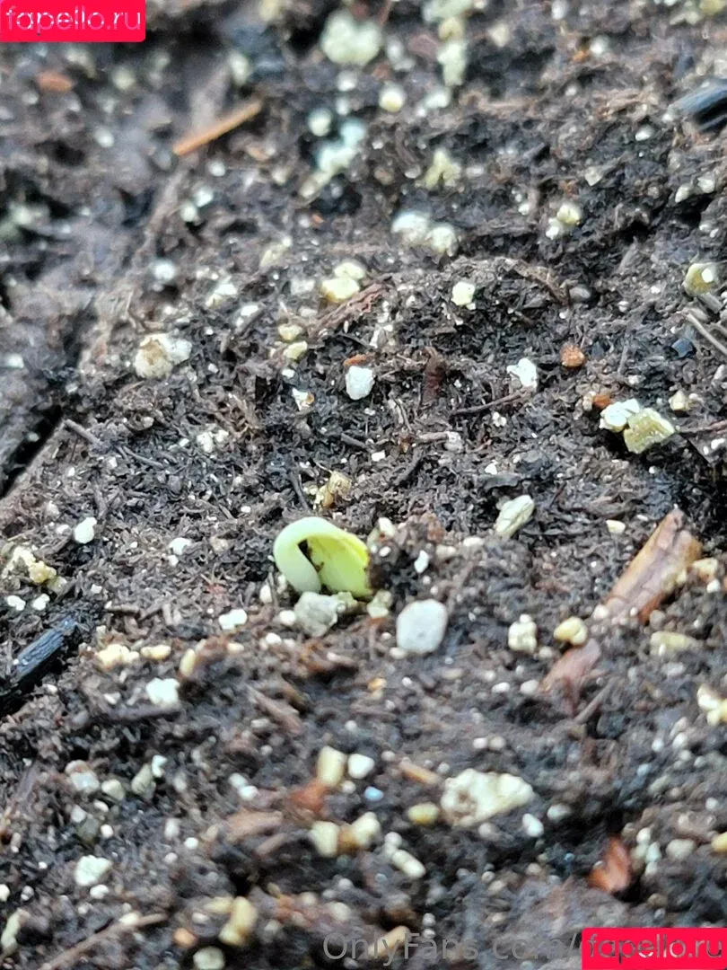 Deealice / its.dee.alice Onlyfans Photo Gallery 