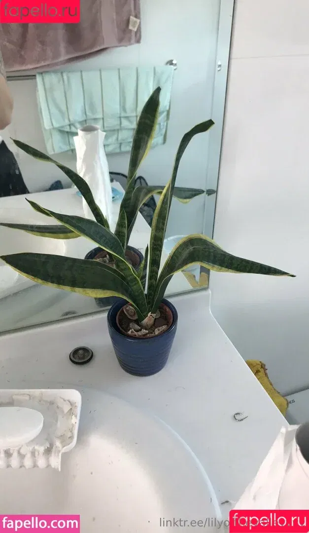 lilyofthevalleyyyy Onlyfans Photo Gallery 