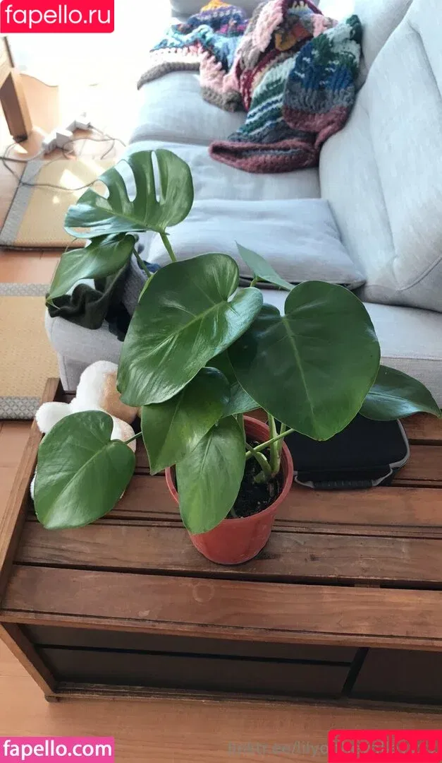 lilyofthevalleyyyy Onlyfans Photo Gallery 