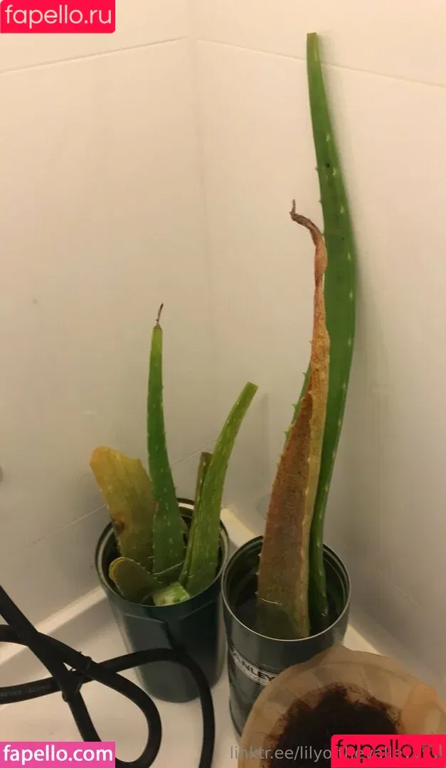 lilyofthevalleyyyy Onlyfans Photo Gallery 