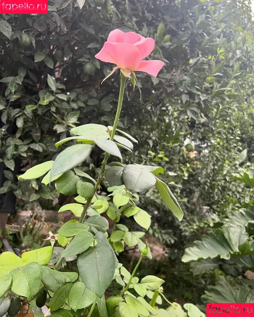 Hairy Luvo / https: / luvoba / luvooba Onlyfans Photo Gallery 