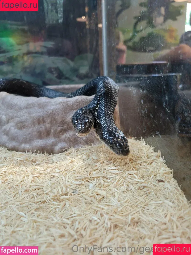 geekikitten / geekykittenxo Onlyfans Photo Gallery 