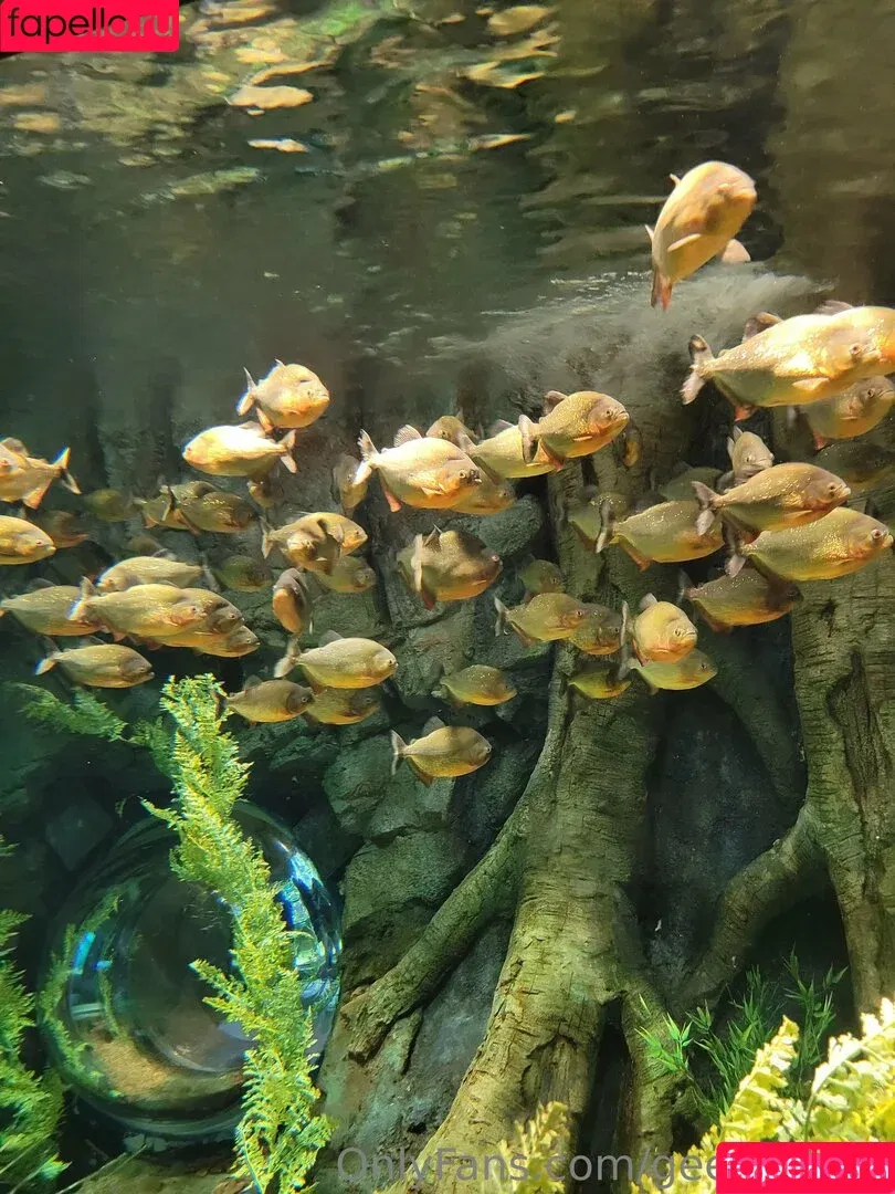 geekikitten / geekykittenxo Onlyfans Photo Gallery 