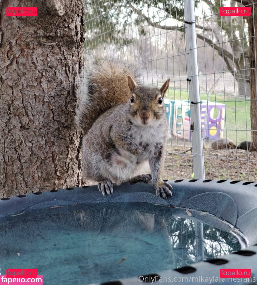 mikaylarainesfans / saveafox_rescue Onlyfans Photo Gallery 