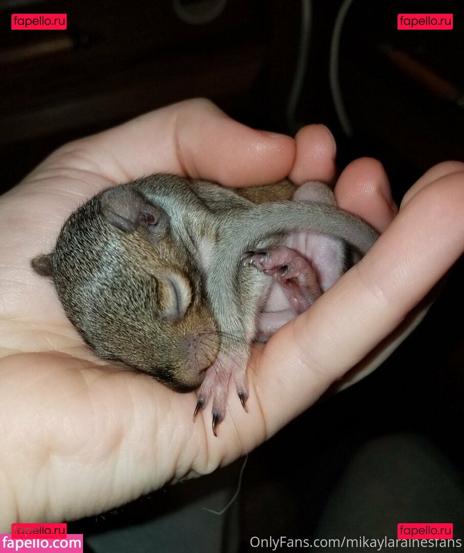 mikaylarainesfans / saveafox_rescue Onlyfans Photo Gallery 