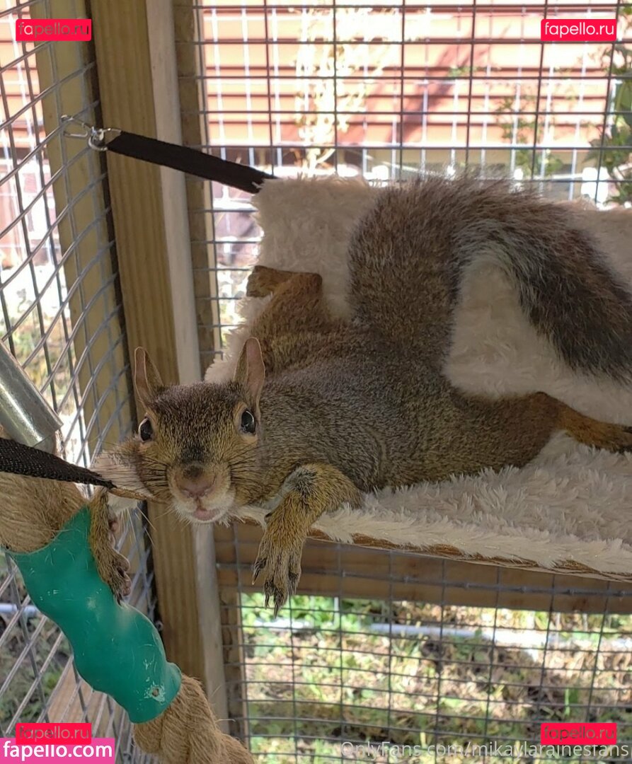 mikaylarainesfans / saveafox_rescue Onlyfans Photo Gallery 