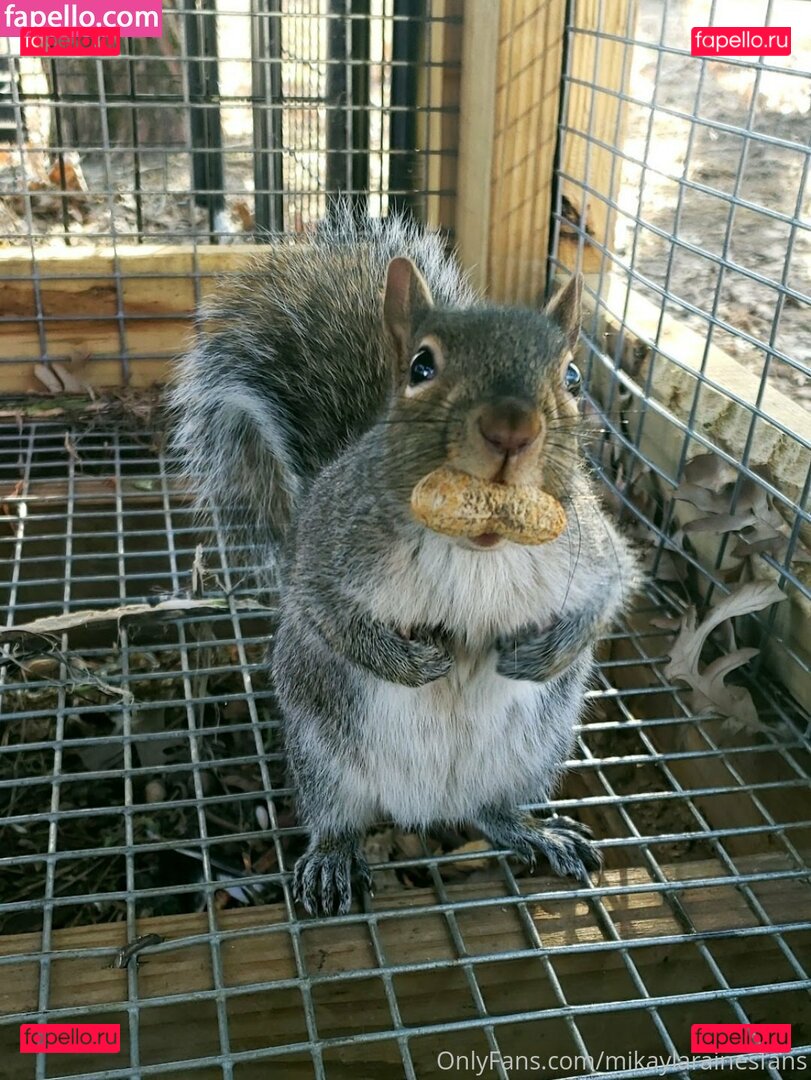 mikaylarainesfans / saveafox_rescue Onlyfans Photo Gallery 