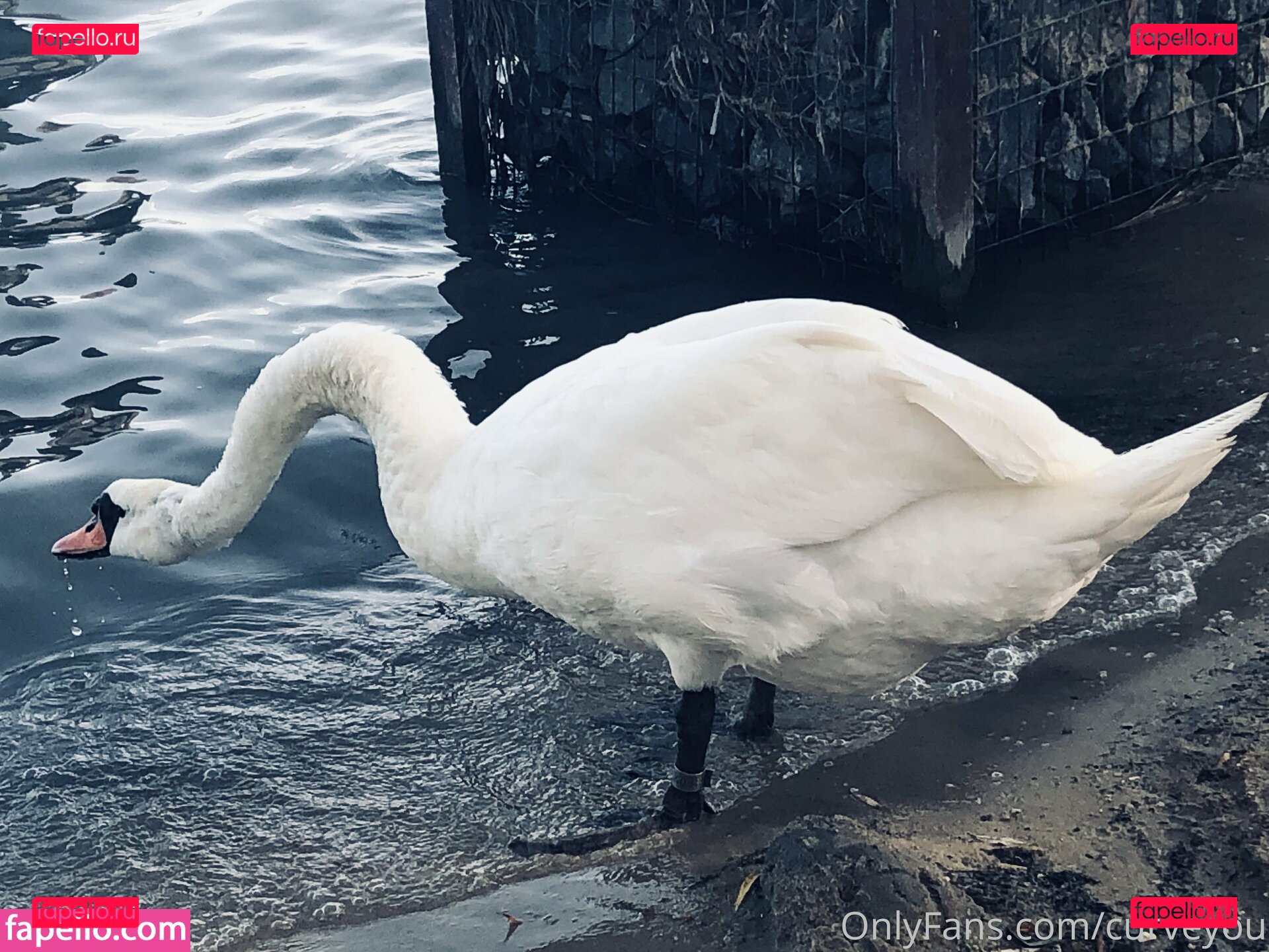 femdomyou / goddesssturm Onlyfans Photo Gallery 