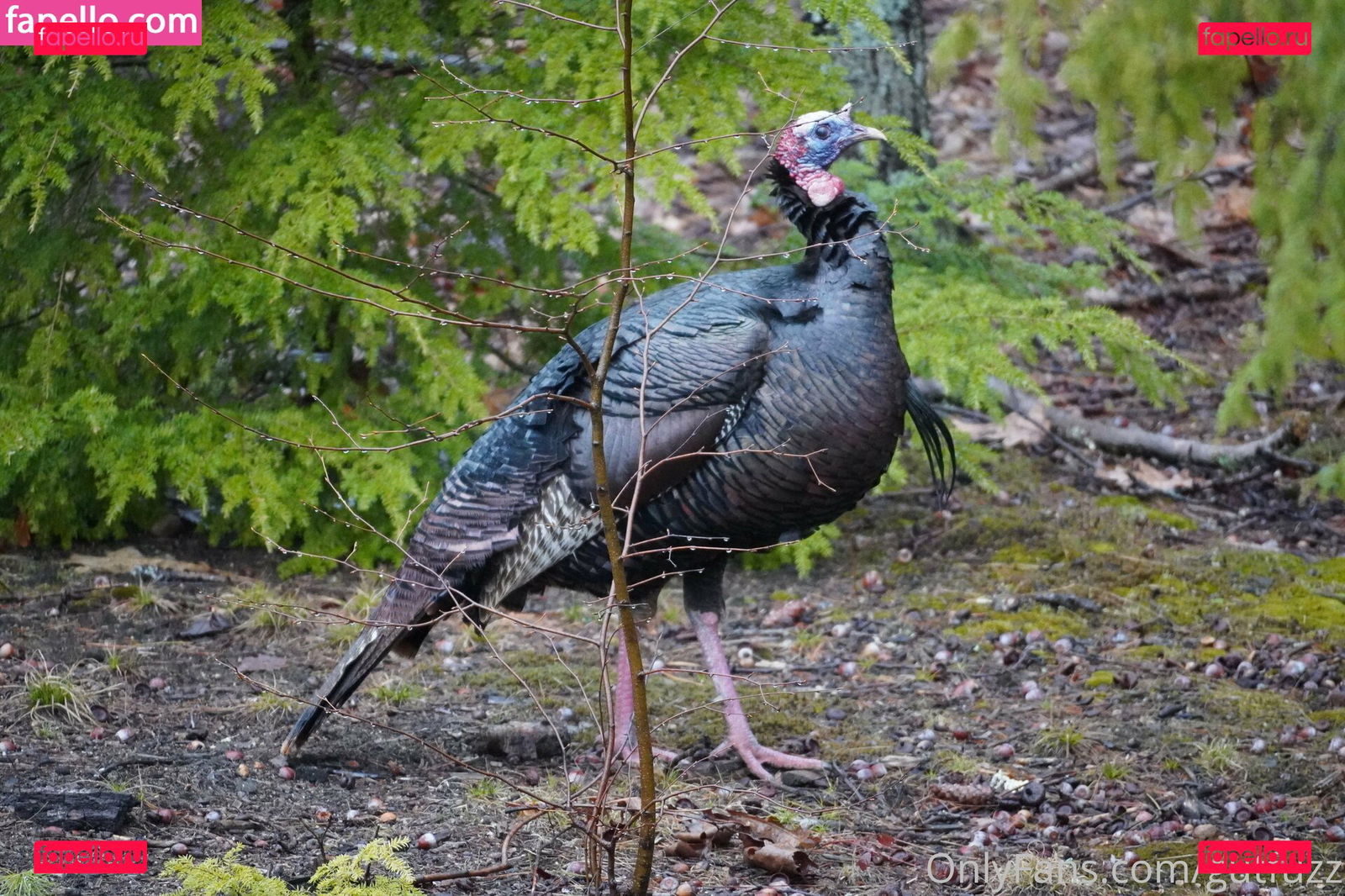 gutchan / gutfuzz Onlyfans Photo Gallery 