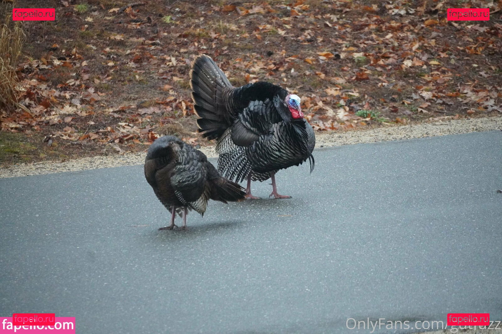 gutchan / gutfuzz Onlyfans Photo Gallery 