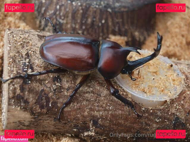 rugbymermaid Onlyfans Photo Gallery 