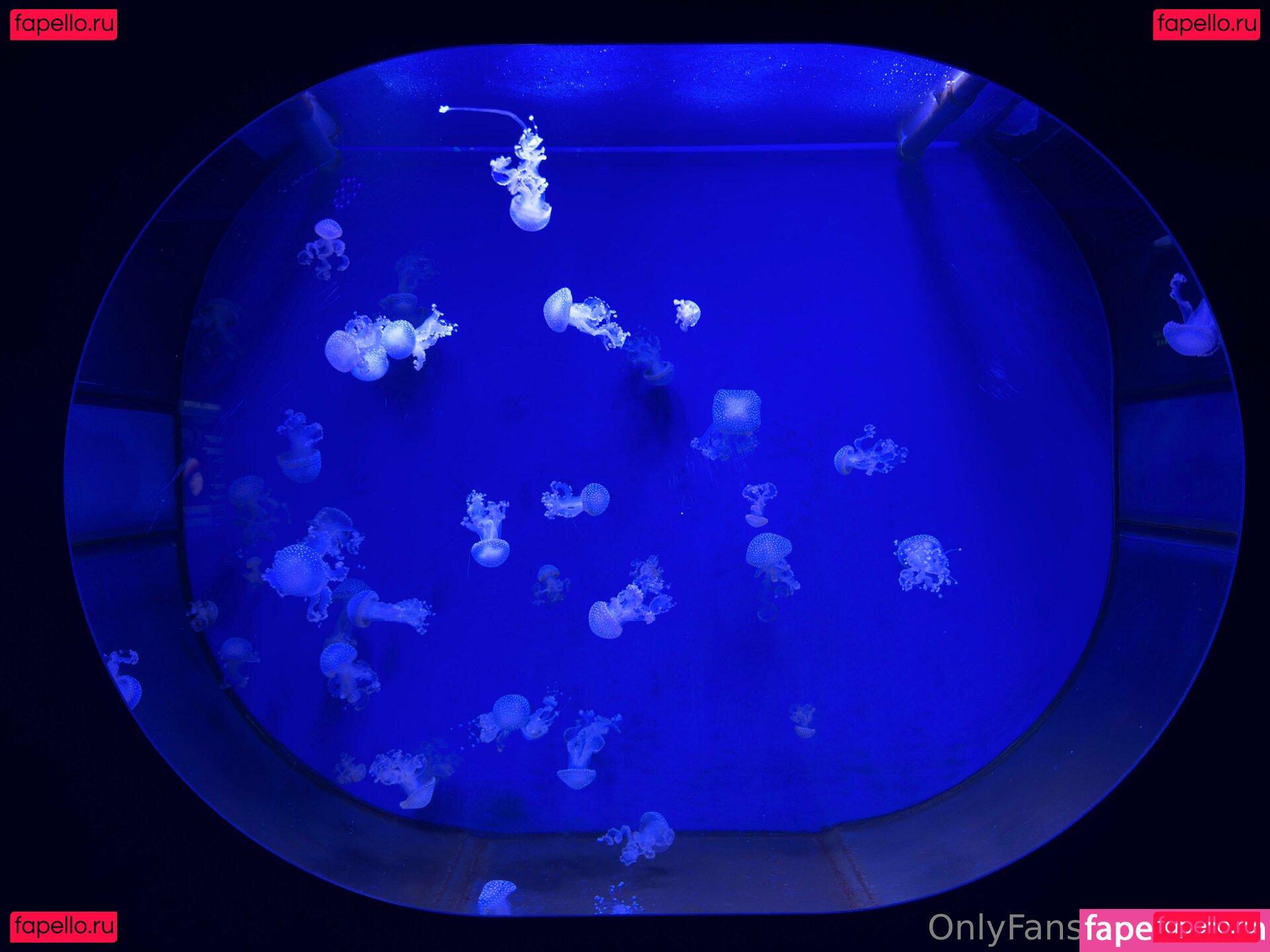 liort_ / liorts Onlyfans Photo Gallery 