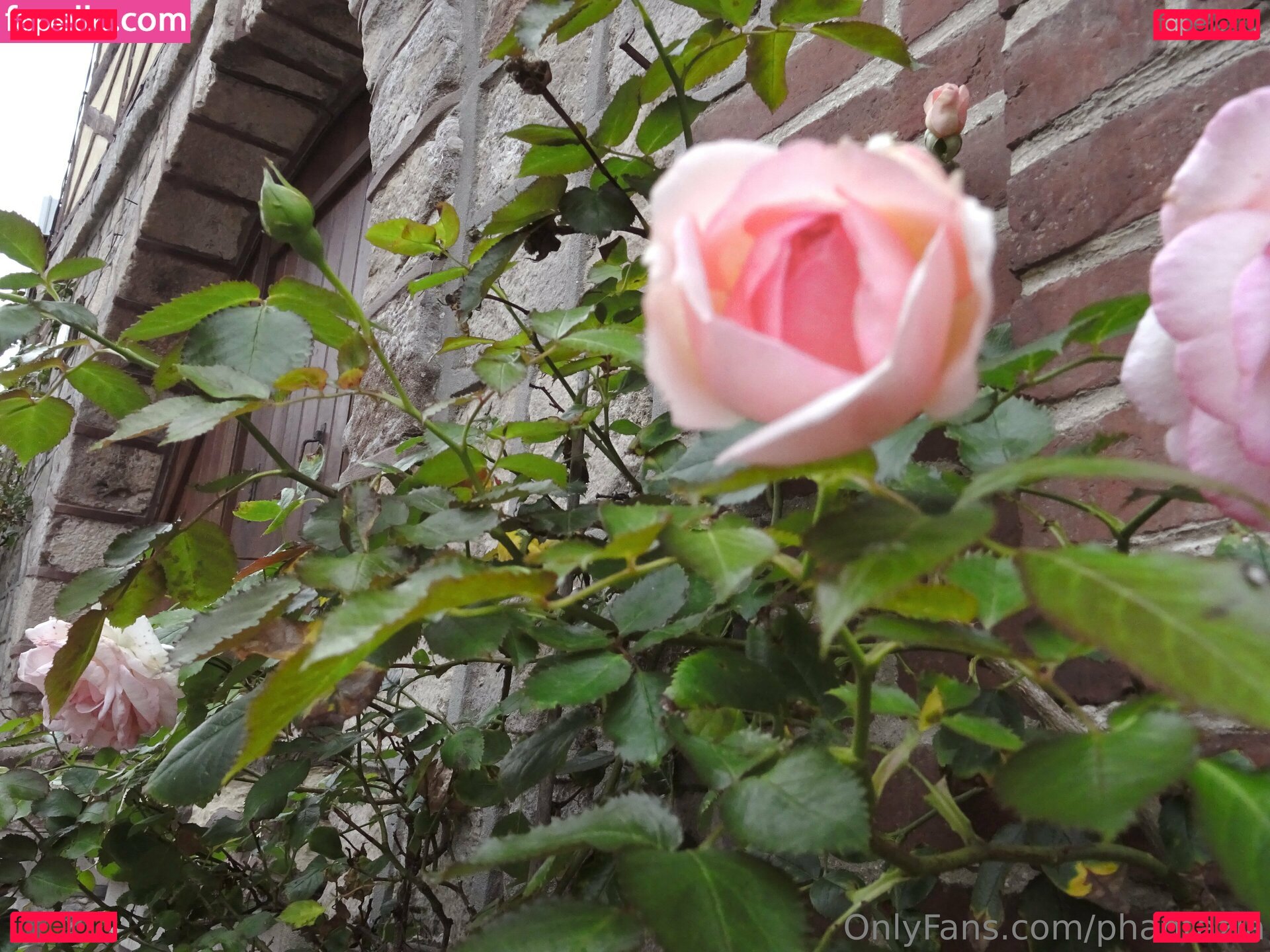 phantazia / phantazia_off Onlyfans Photo Gallery 