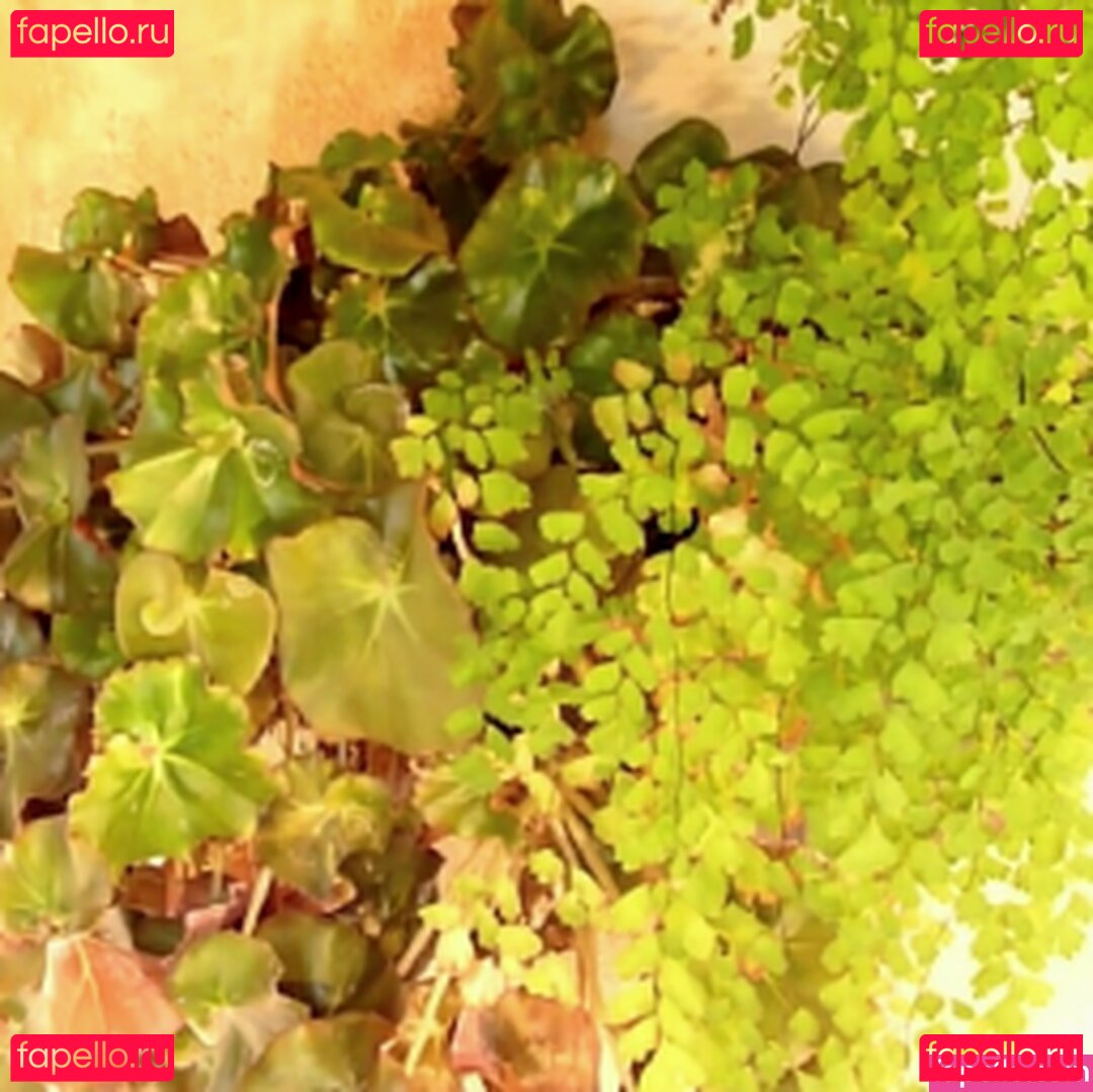 Petra Verkaik / petracentral / petraverkaik Onlyfans Photo Gallery 