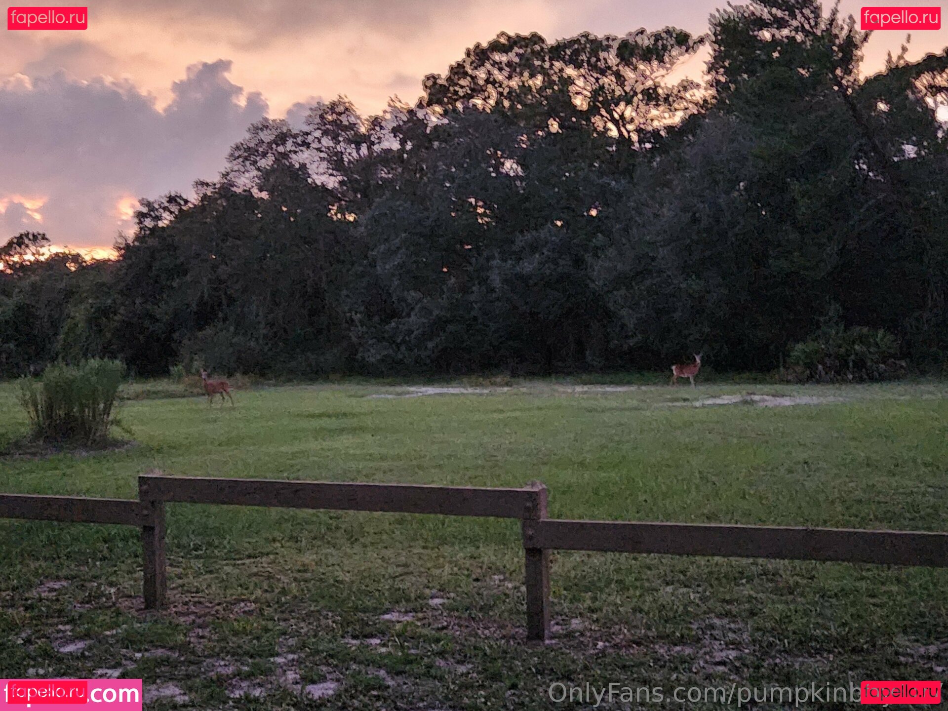 pumpkinbby107 Onlyfans Photo Gallery 