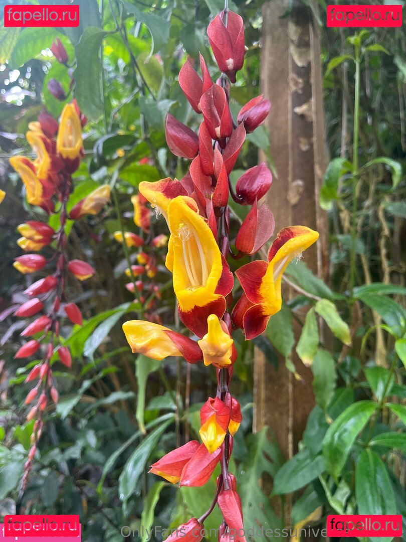 goddessuniverseceleste Onlyfans Photo Gallery 