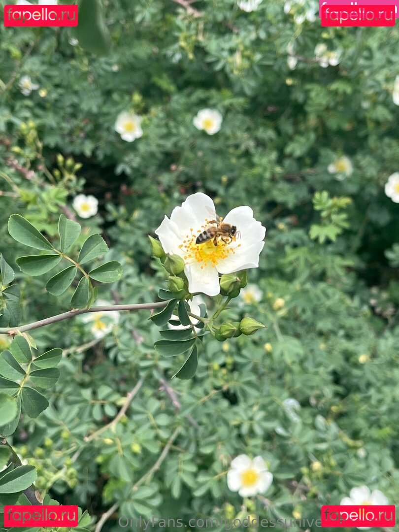 goddessuniverseceleste Onlyfans Photo Gallery 