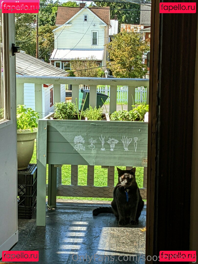 sooshidawg Onlyfans Photo Gallery 