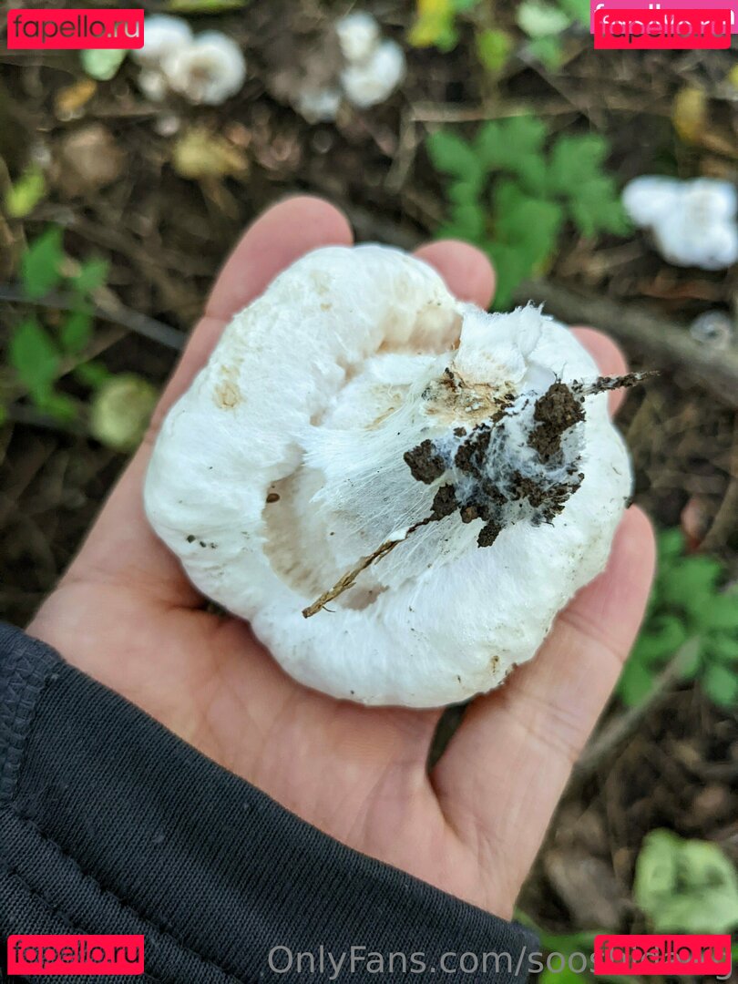 sooshidawg Onlyfans Photo Gallery 