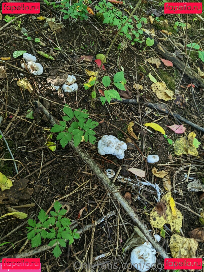 sooshidawg Onlyfans Photo Gallery 