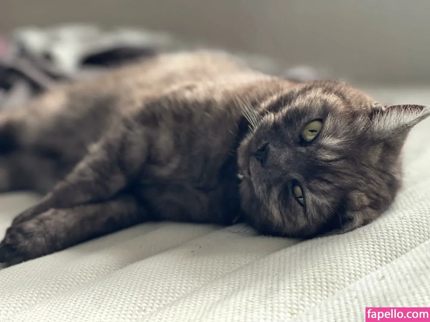 Shona Colson Onlyfans Photo Gallery 