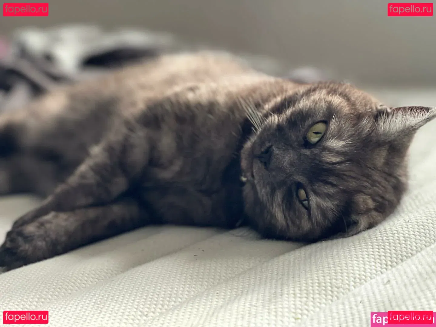 Shona Colson Onlyfans Photo Gallery 