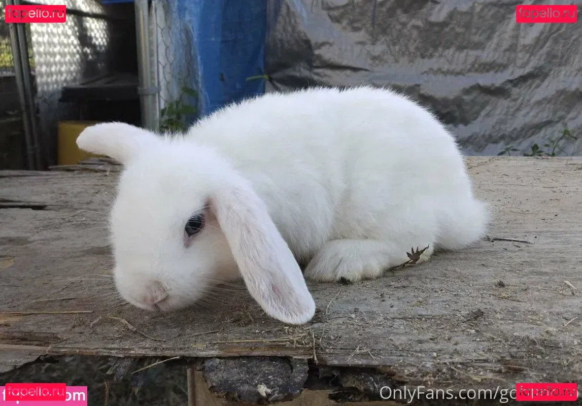 Goblincub Onlyfans Photo Gallery 