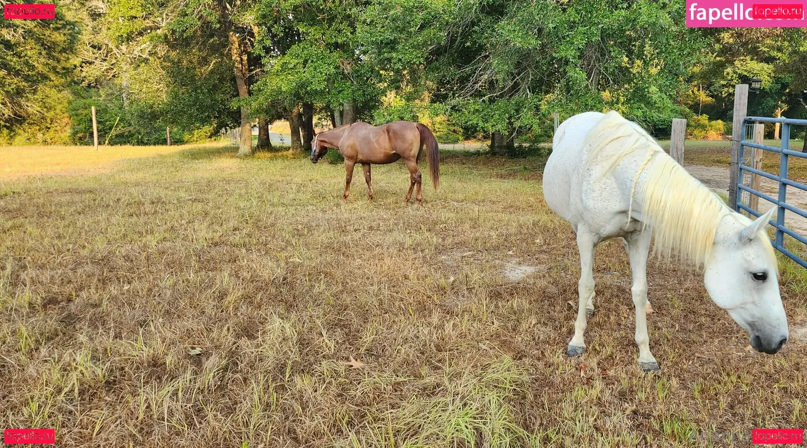 amarie301 Onlyfans Photo Gallery 