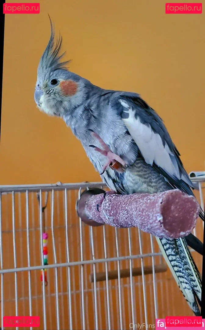 afaededsub Onlyfans Photo Gallery 