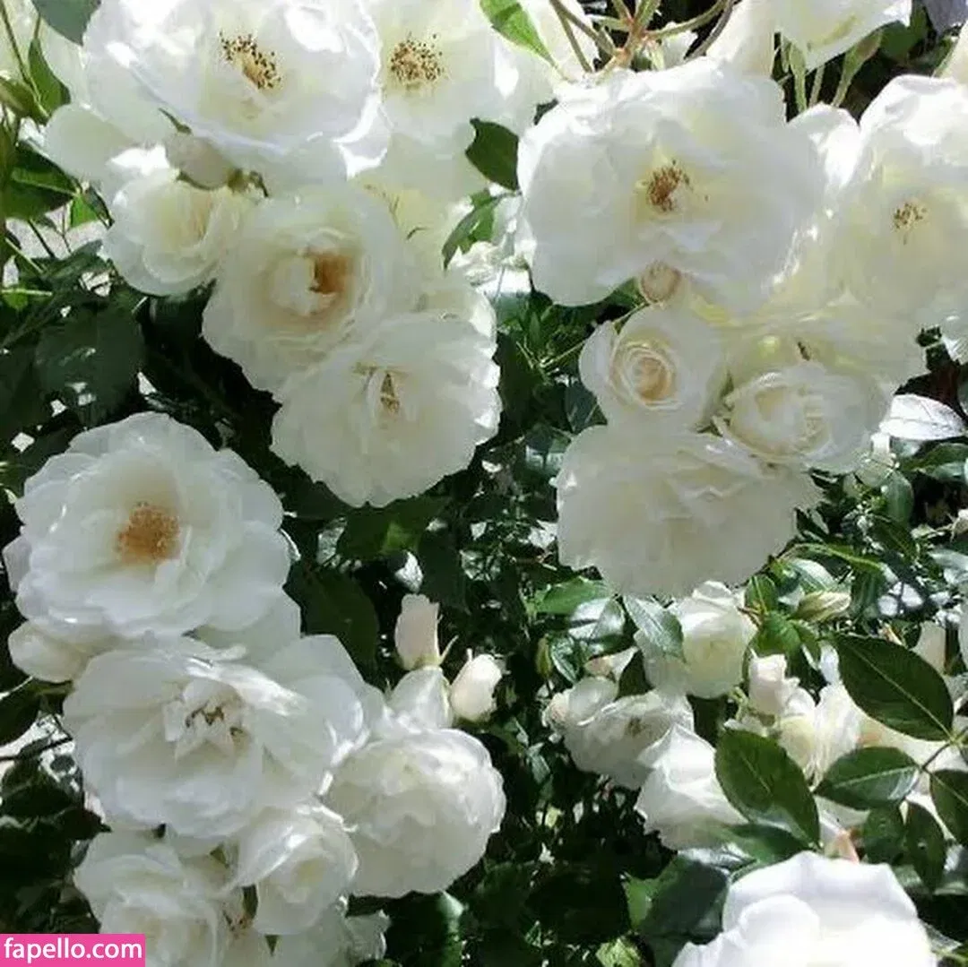 Aungsumalyn Onlyfans Photo Gallery 