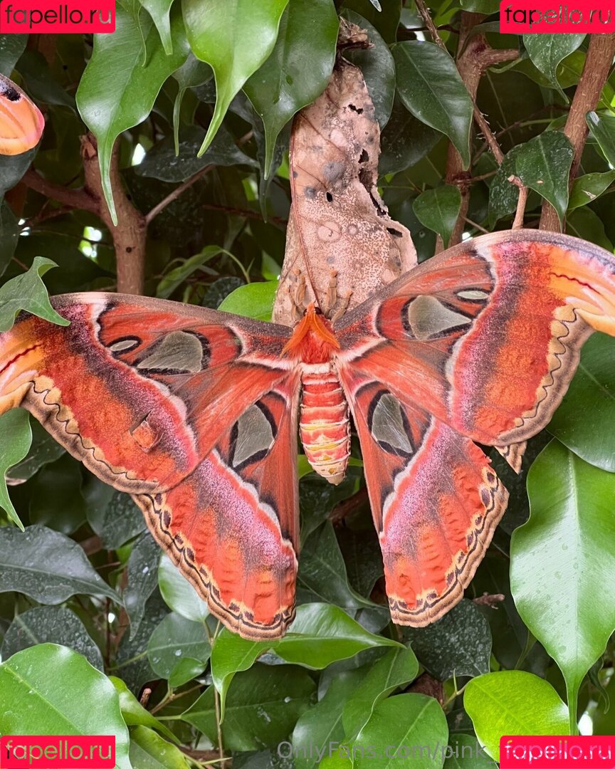 pink_freya_free Onlyfans Photo Gallery 