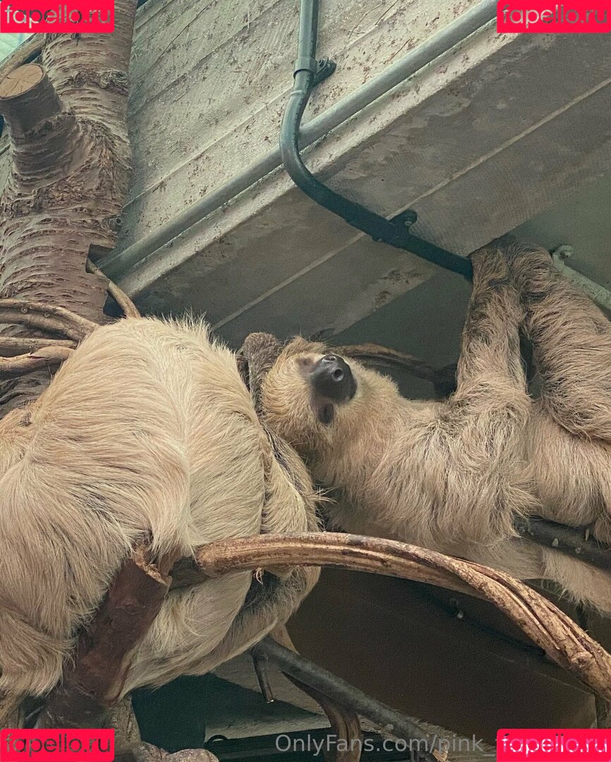 pink_freya_free Onlyfans Photo Gallery 