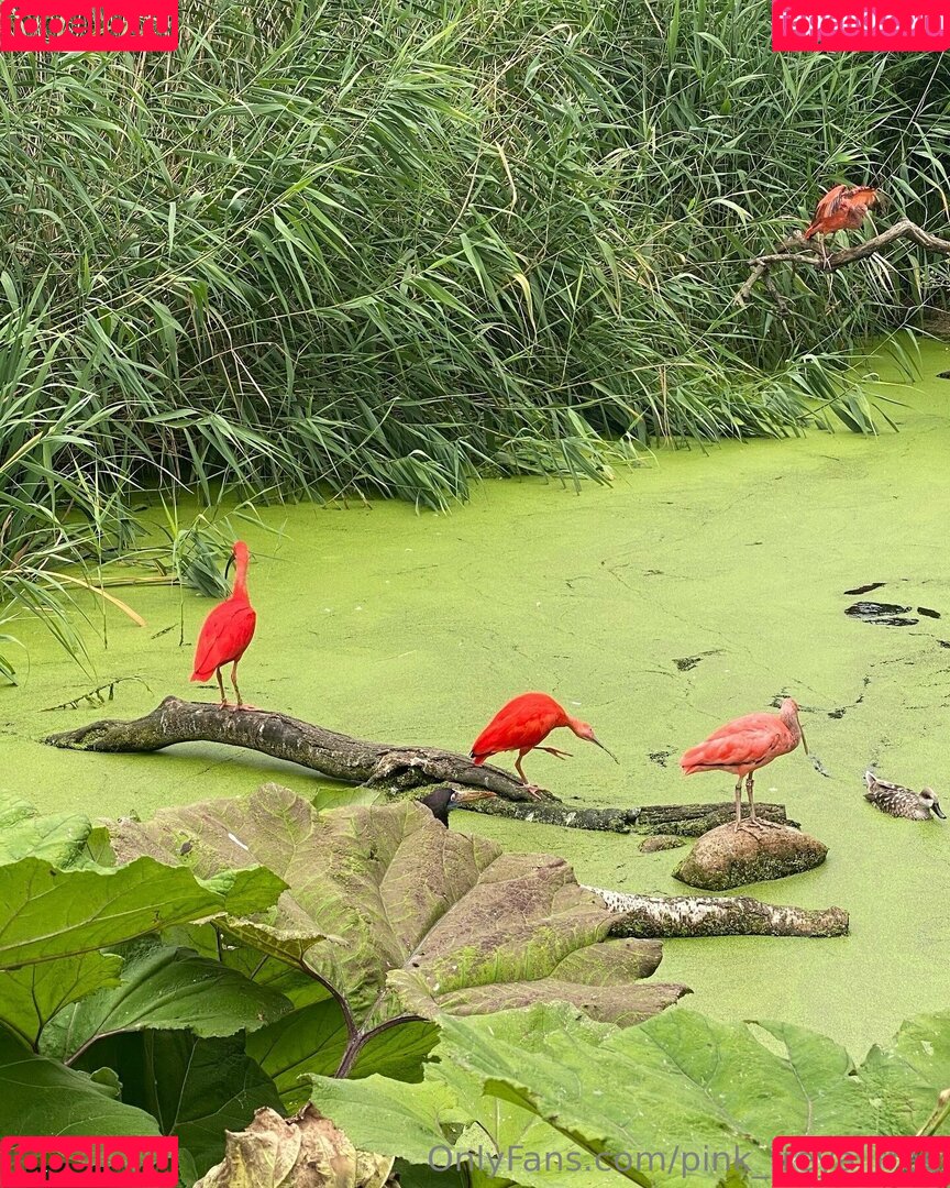 pink_freya_free Onlyfans Photo Gallery 