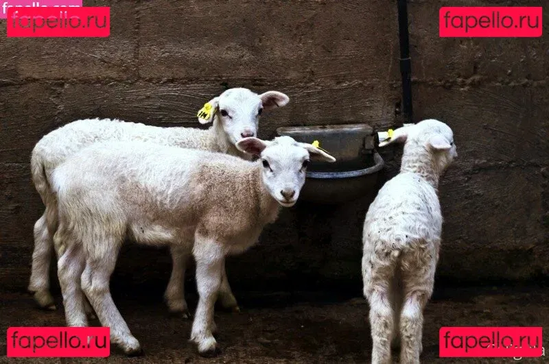 xxxcaligulaxxx Onlyfans Photo Gallery 