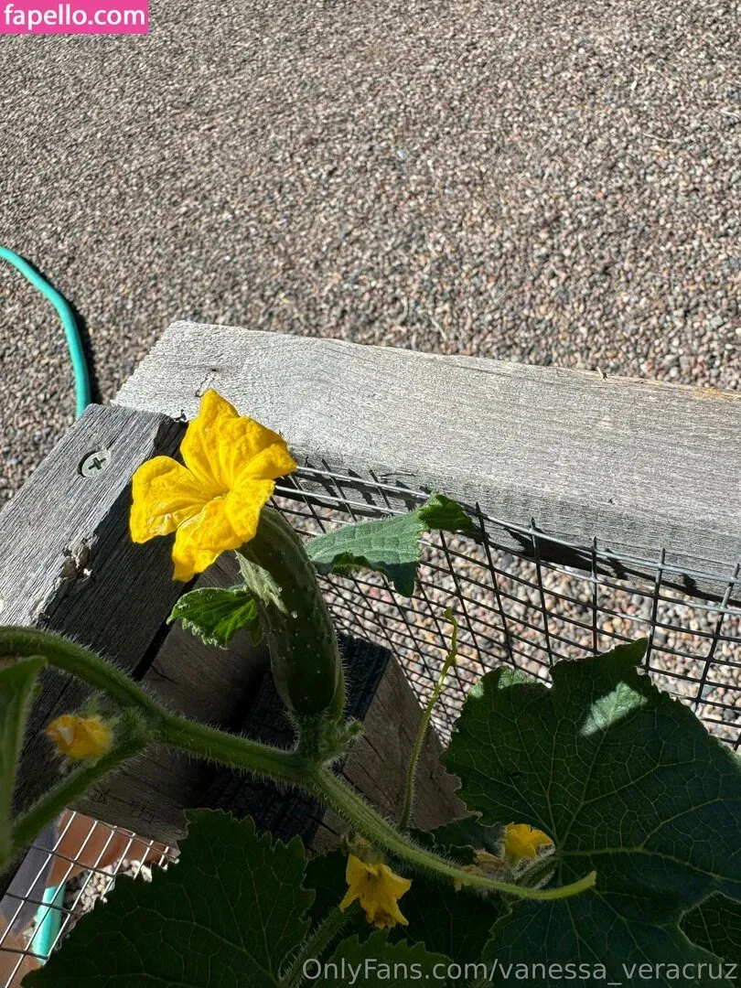 Vanessa Veracruz Onlyfans Photo Gallery 