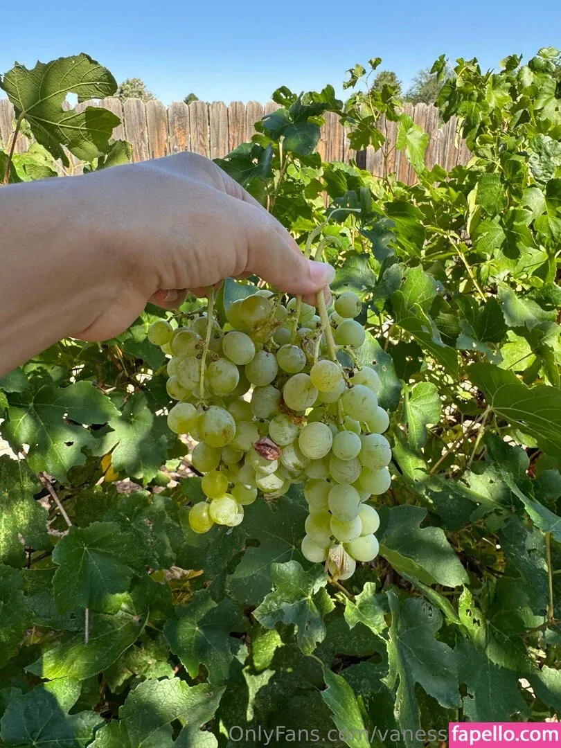 Vanessa Veracruz Onlyfans Photo Gallery 