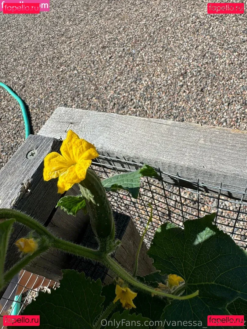 Vanessa Veracruz Onlyfans Photo Gallery 