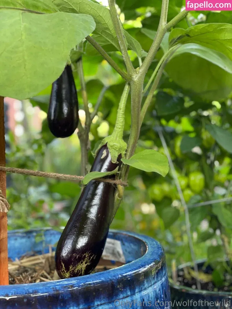 wolfofthewild Onlyfans Photo Gallery 