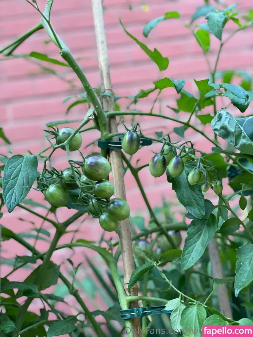 wolfofthewild Onlyfans Photo Gallery 