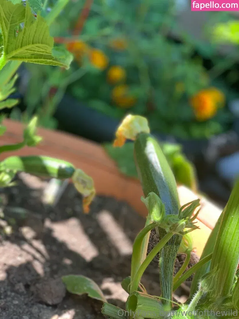 wolfofthewild Onlyfans Photo Gallery 