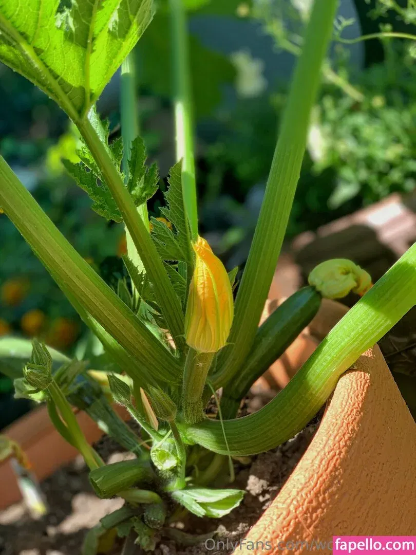 wolfofthewild Onlyfans Photo Gallery 